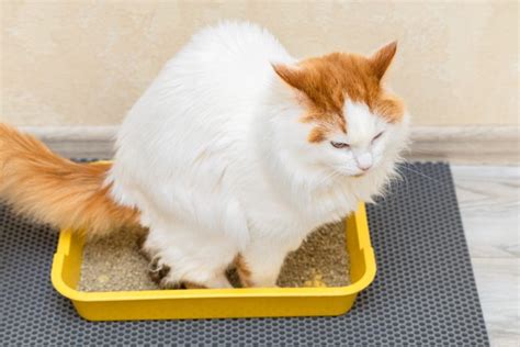 cat leaks poop|My Cat is Leaking Poop: Causes, Treatment, and Prevention